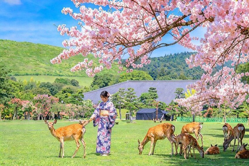 Nara and Uji Day Trip with Deer Park from Osaka 1