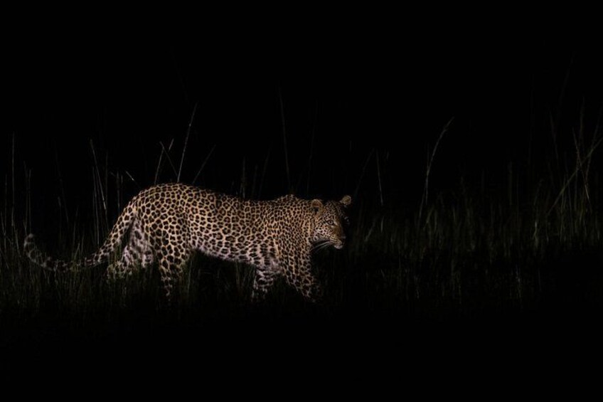 En leopard som går genom högt gräs i mörkret. 5