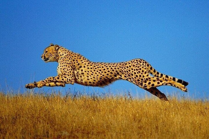 En gepard springer över ett gräsbevuxet fält med en klarblå himmel i bakgrunden. 3