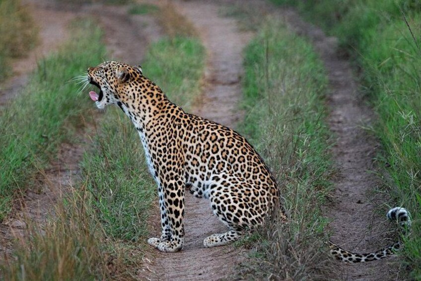 En leopard på en grusväg, omgiven av gräs. 4