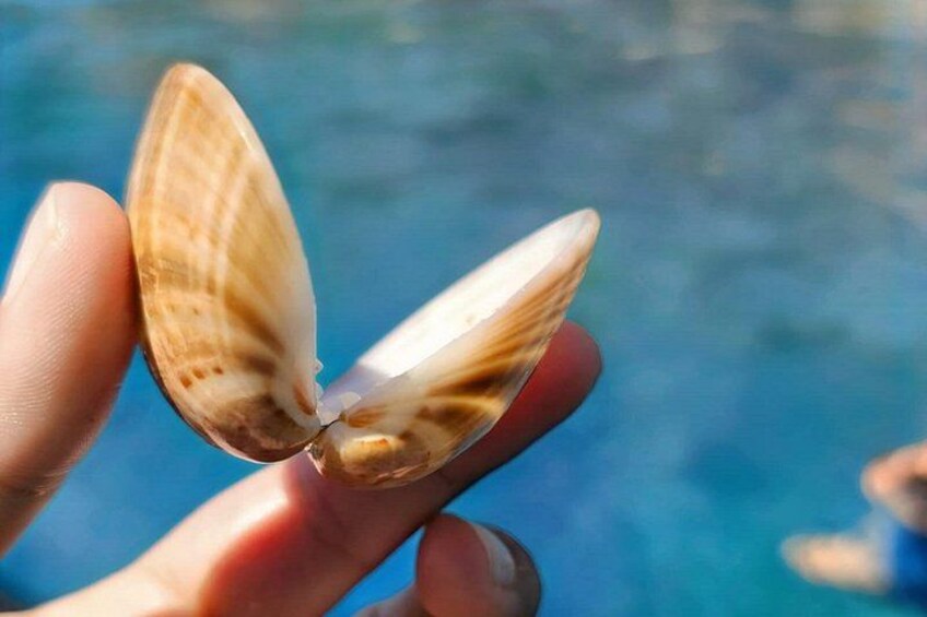 Hvar & Brač PRIVATE Speedboat: Cave, Blue Lagoon & Hidden Bays 2