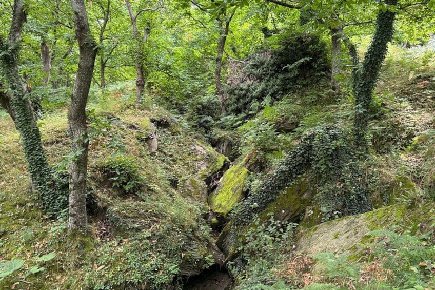 A forested area with moss-covered rocks and trees. 4