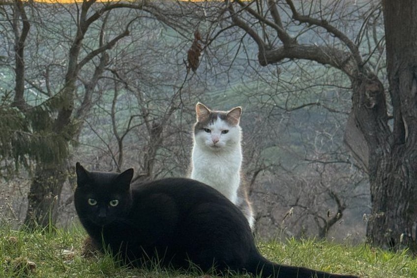 Two cats, one black and one white, sitting on grass with trees in the background. 3