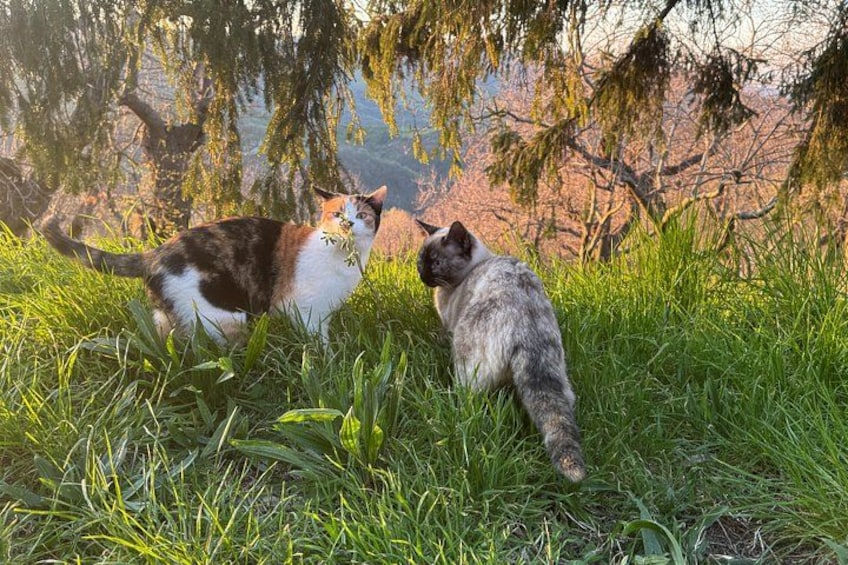 Two cats in a grassy field with trees in the background. 2