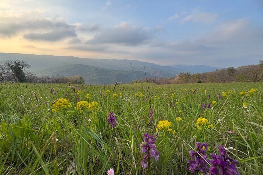 A field with yellow and purple flowers, green grass, and distant mountains under a cloudy sky. 5