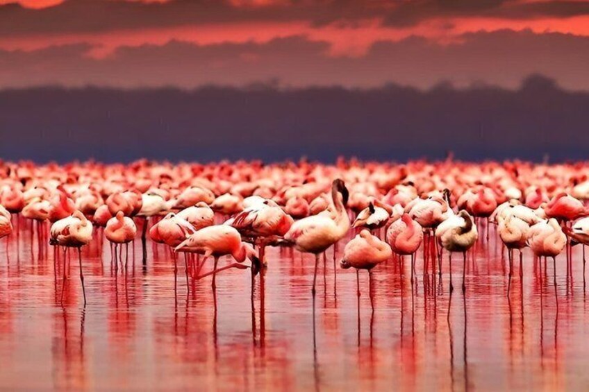A large flock of flamingos standing in shallow water. 3