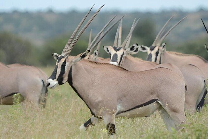 A group of antelopes in a grassy field. 5