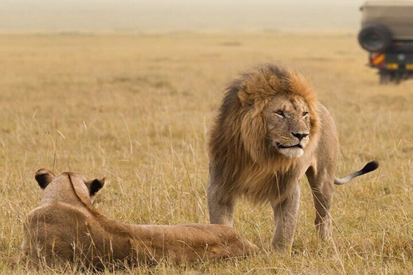 A lion standing in a grassy field with a vehicle in the background. 2