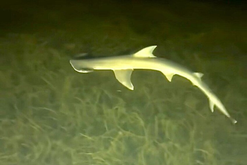 A shark swimming in clear water. 5