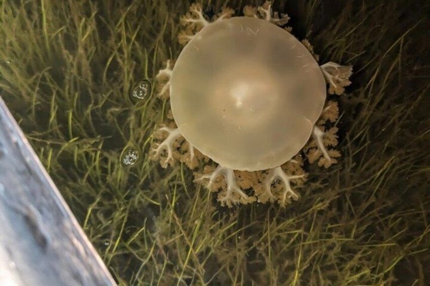 A jellyfish in a tank with clear water and aquatic plants. 4