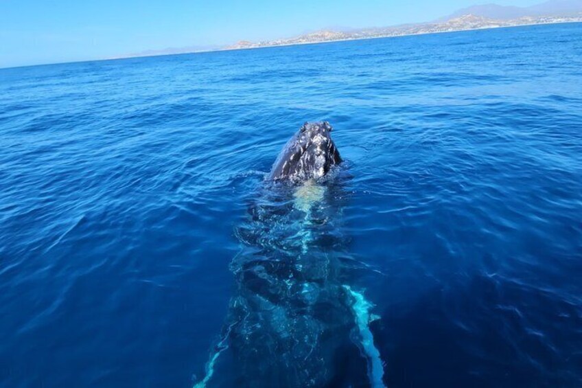 whale watching in San Jose del cabo 4