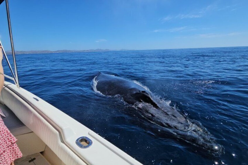 whale watching in San Jose del cabo 1