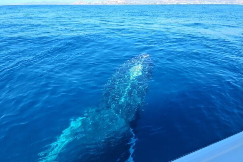 whale watching in San Jose del cabo 3