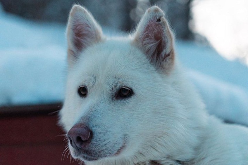 A white dog with pointed ears and a pink nose. 2