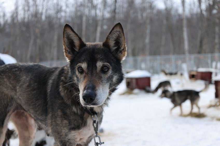 Een hond staat in een besneeuwd gebied met een hek en gebouwen op de achtergrond. 2
