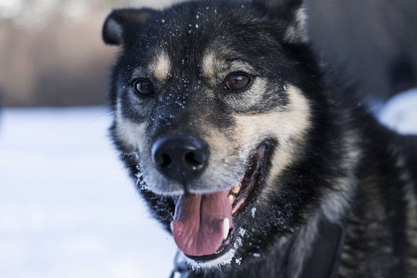 Een hond in detail, met een besneeuwde achtergrond. 5