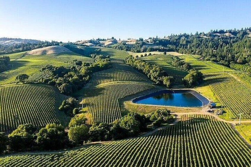 Napa and Sonoma Wine Country Small Group Tour from Cupertino 3