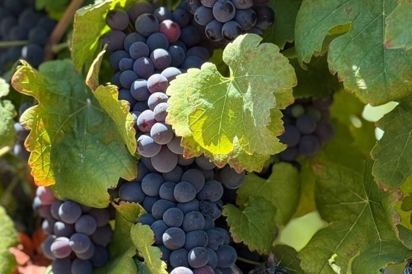 Clusters of dark purple grapes with green leaves. 2