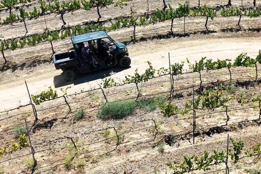 A vehicle driving on a dirt road through a vineyard. 1