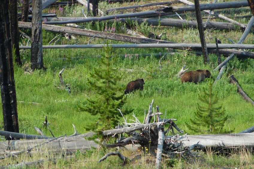 Grizzly Bears East Entrance to Yellowstone 2
