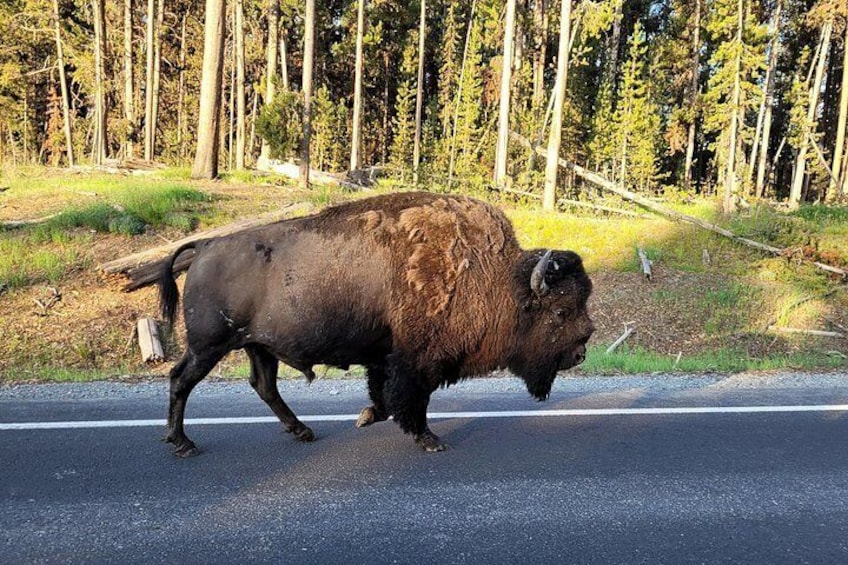 Bison in Yellowstone 2
