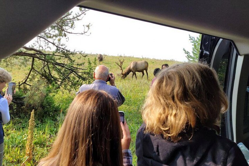 Elk Outside of Van 2