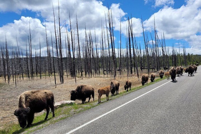 Bison in Road 2