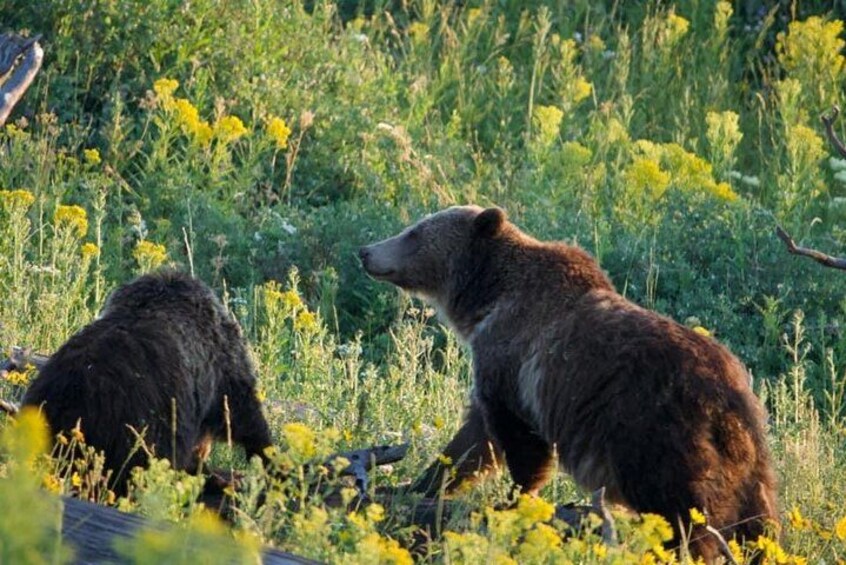 Full-Day Guided Yellowstone Day Tour 5