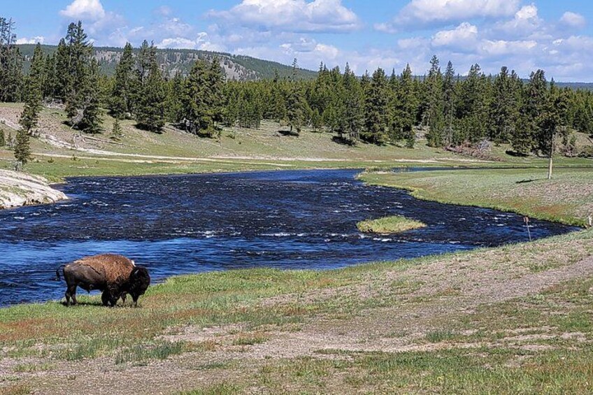 Full-Day Guided Yellowstone Day Tour 4