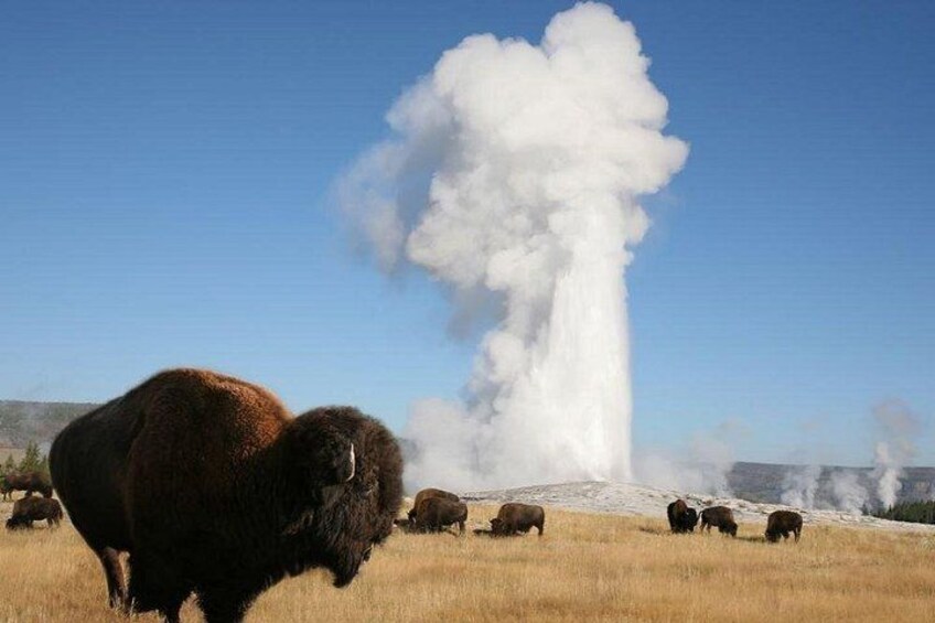 Full-Day Guided Yellowstone Day Tour 4