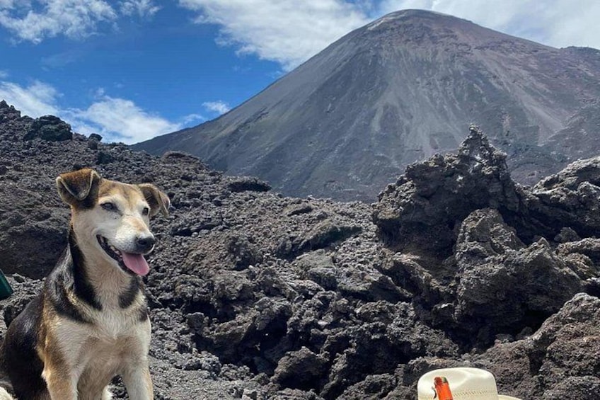 Un chien se tient devant un paysage volcanique, avec une montagne en arrière-plan. 2
