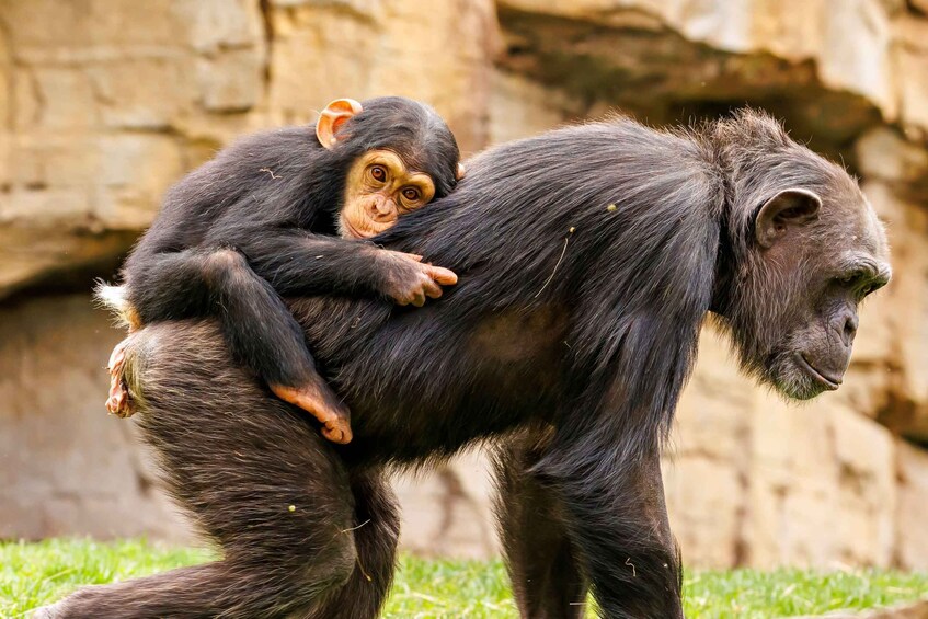 A chimpanzee holding a baby chimpanzee. 1