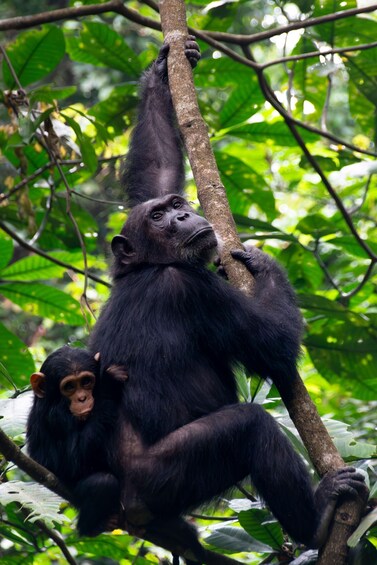 A chimpanzee climbing a tree in a dense forest. 5