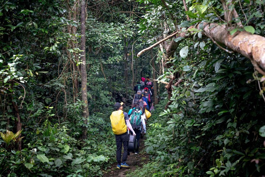A group of hikers navigating a narrow forest trail. 4