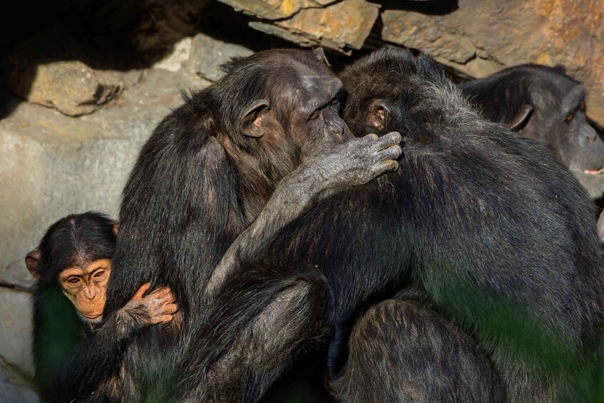 Chimpanzees in a naturalistic enclosure with rocky terrain and wooden structures. 3