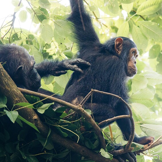 Two chimpanzees in a forested area, one climbing a tree branch. 2