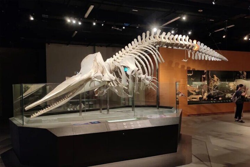 A large skeletal display in a museum. 5