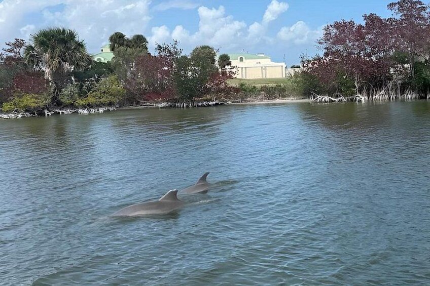 Dolphin Eco Cruise 1