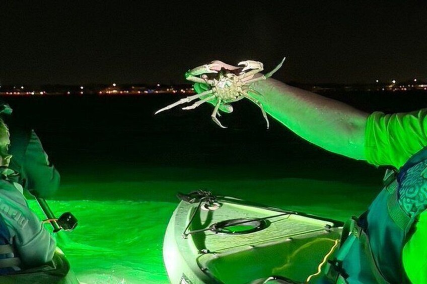 A person holding a large crab on a boat at night. 1