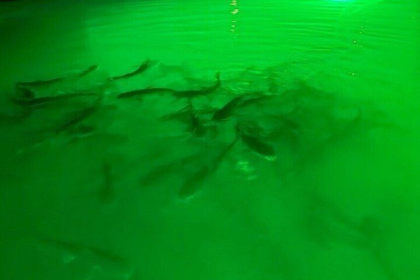 Sharkey's Glass Bottom Kayak Night Tour with Fish Feeding! 2