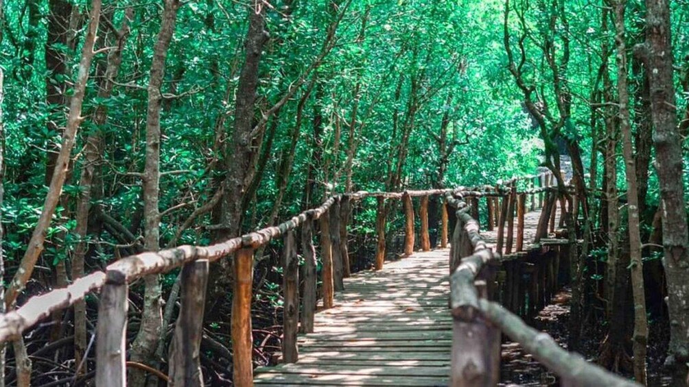 Picture 4 for Activity Zanzibar: Jozani Forest & Salaam cave swim with turtles Tour 4