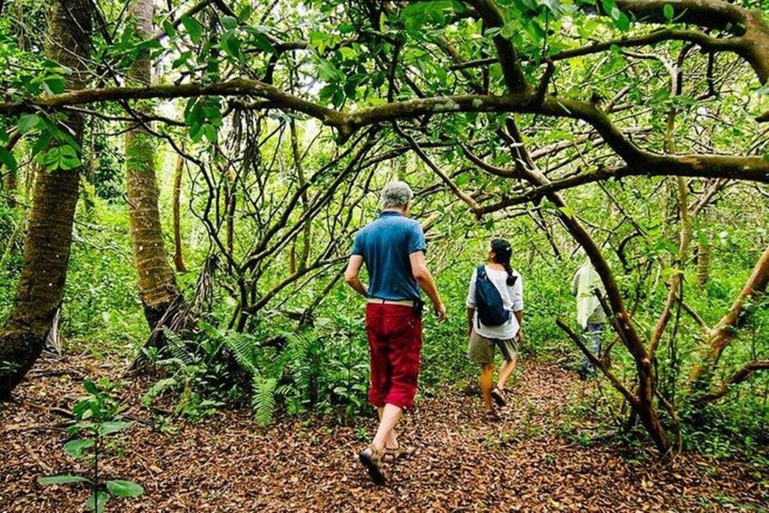 Picture 3 for Activity Zanzibar: Jozani Forest & Salaam cave swim with turtles Tour 2