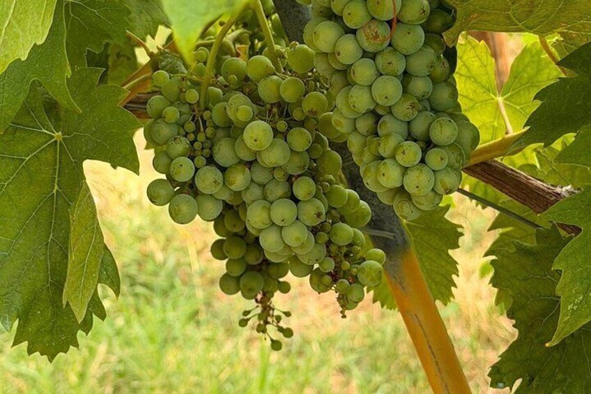 Milan Wine Escape: Wine Tasting Historic Villages & Lunch 2