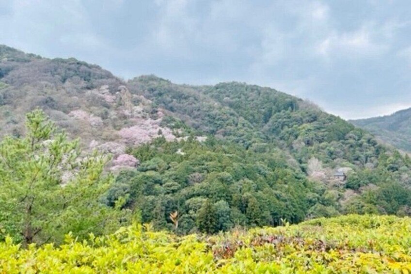 A mountainous landscape with dense green forests and a small building on a hill. 5