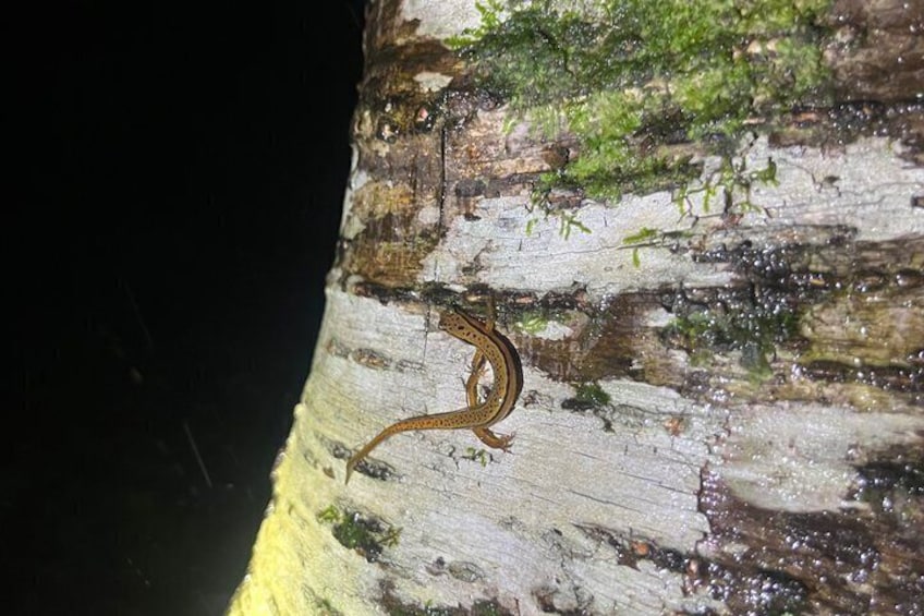 Ein Salamander auf einem Baumstamm. 1
