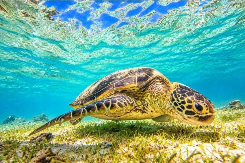 A sea turtle swimming underwater with clear water and green seaweed on the ocean floor. 1