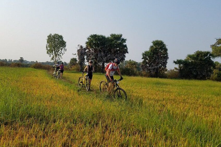 Ciclistas pedaleando por un campo con hierba alta y árboles al fondo. 5