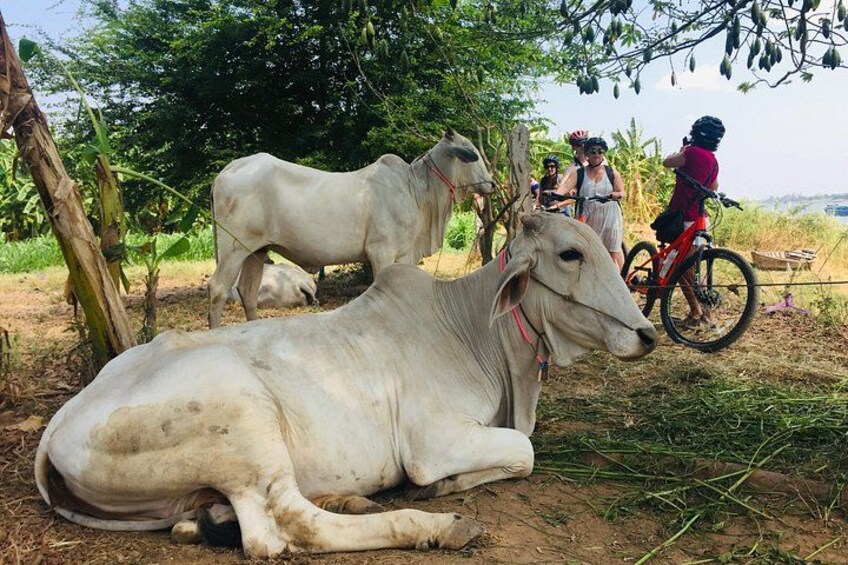 Una vaca blanca acostada en el suelo, una bicicleta y una persona montándola. 1