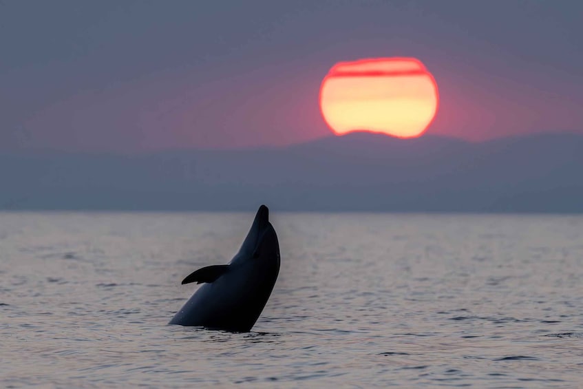 Catamaran Picardie: Dolphins observation at Grau-du-Roi 2