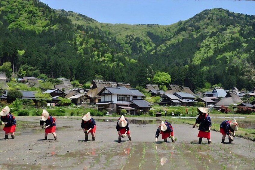Miyama Village, Amanohashidate, and Ine Funaya One-Day Tour 1